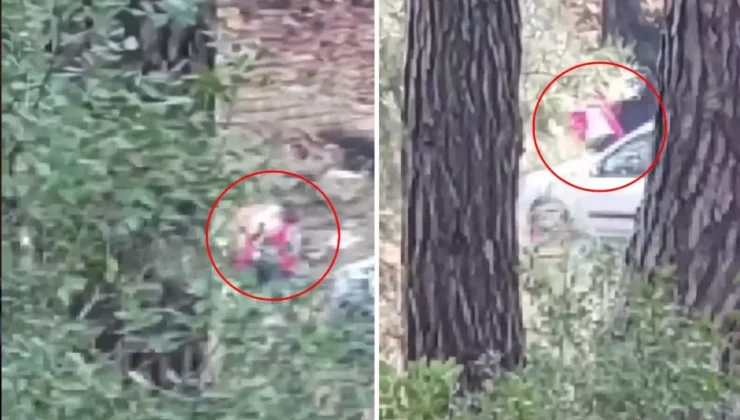 İzmir Buca’da ormanlık alanda kadın darp edildi, imdat çığlıkları kameraya yansıdı