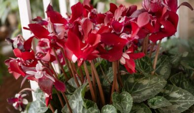 Karadeniz’de Mevsimlerin Dansı: Karlar Arasında Açan Çiçekler Büyülüyor