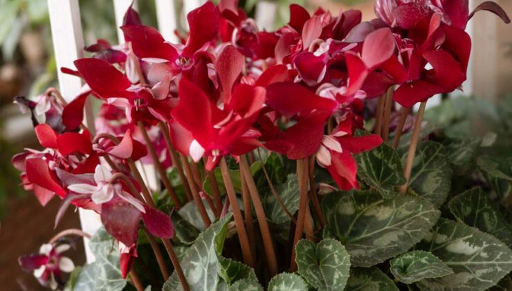 Karadeniz’de Mevsimlerin Dansı: Karlar Arasında Açan Çiçekler Büyülüyor