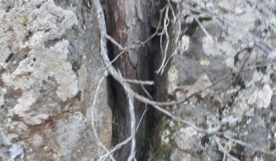 Yaşamın İnanılmaz Gücü: Kayaların Arasından Yükselen Mucize