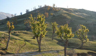 Kış Kapıda Ama Doğa Şaşırtıyor: Muş’ta Meşeler Yeniden Yeşerdi