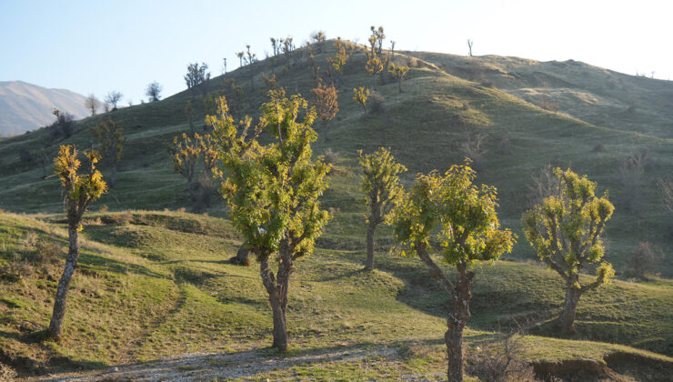 Kış Kapıda Ama Doğa Şaşırtıyor: Muş’ta Meşeler Yeniden Yeşerdi