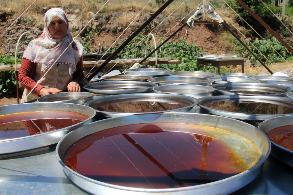 Şebinkarahisar Dut Pestili