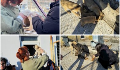 Şebinkarahisar’da hayvan sevgisine örnek buluşma