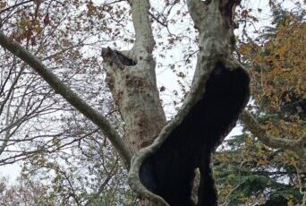 Fatih Camii Bahçesinde Asırlık Çınar: İçi Görünen Anıt Ağaç Ziyaretçi Akınına Uğradı