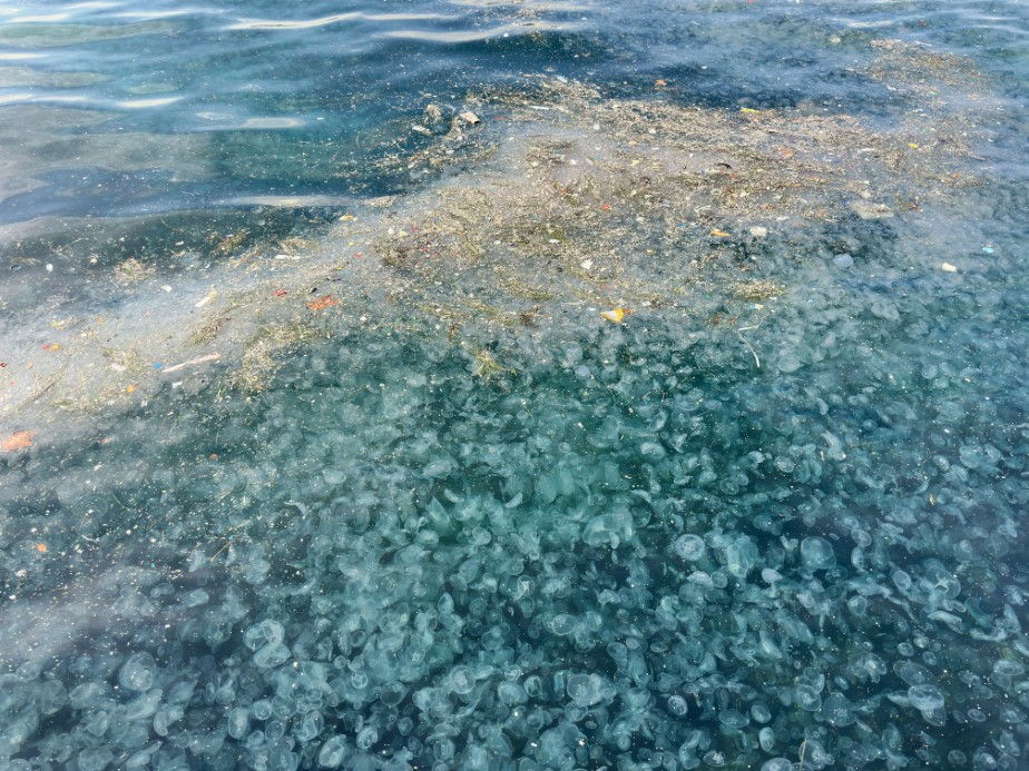 Üsküdar denizanası kirlilik