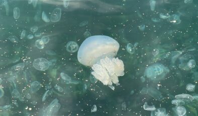 Üsküdar Kıyıları Denizanalarıyla Kaplandı: Beyaza Büründü, Kirlilik Endişesi