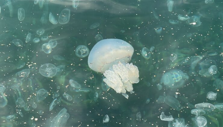 Üsküdar Kıyıları Denizanalarıyla Kaplandı: Beyaza Büründü, Kirlilik Endişesi