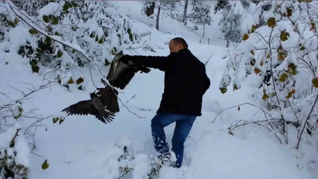 atmacanın pençelerinden kurtarılan karga