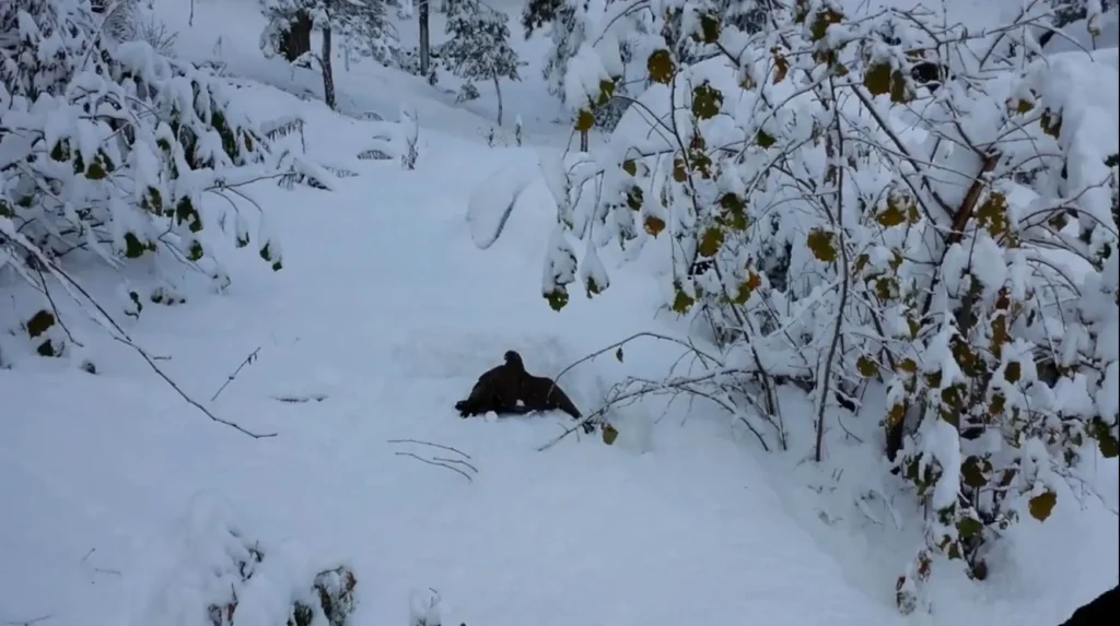 atmacanın pençelerinden kurtarılan karga