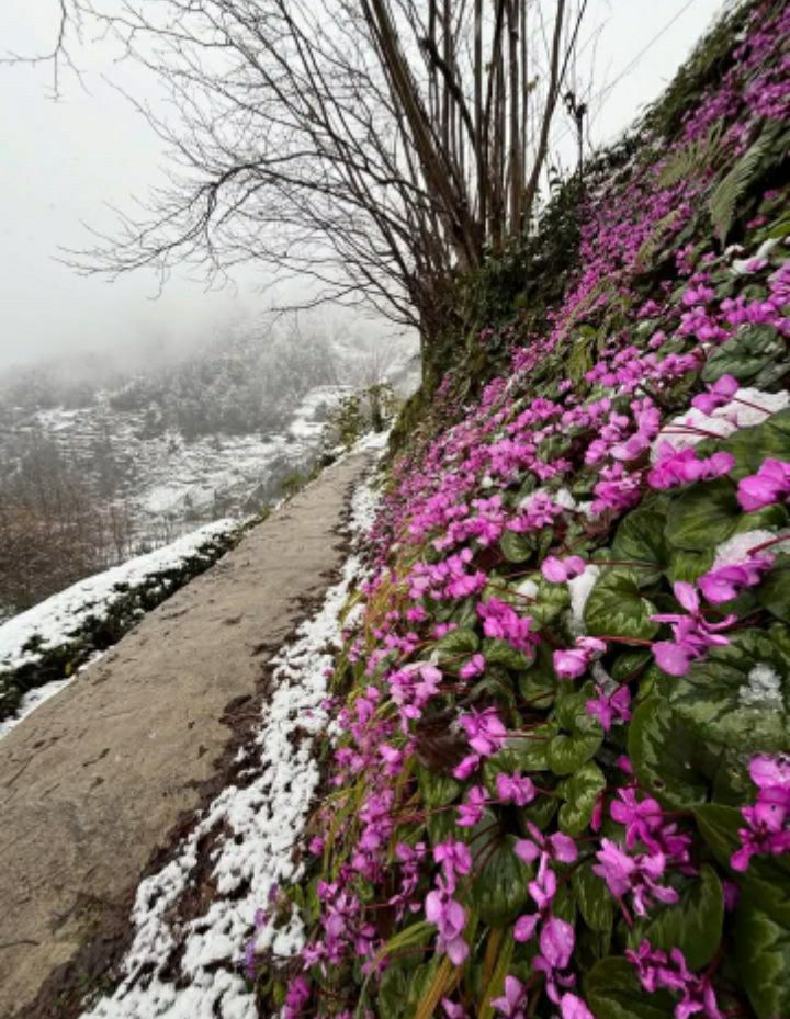 Karadeniz Siklamen Çiçeği Kış