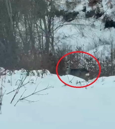 Akdağ’da karacalar