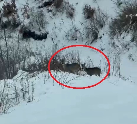 Akdağ’da doğanın sürprizi: Karacalar kameralara yansıdı