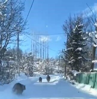 Ayı ve yavruları güpegündüz köy yolunda ortaya çıktı: O anlar kamerada