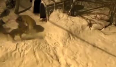 Artvin’de cesur bekçi köpeği 6 kurdu tek başına püskürttü