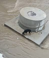 Dereli’de dereye mahsur kalan köpek ekiplerin müdahalesiyle kurtarıldı