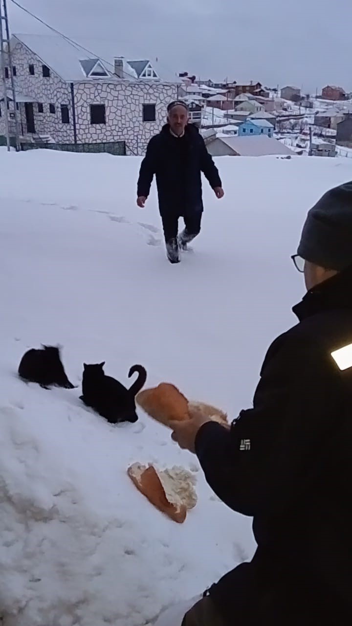Giresun yaylalarında sahipsiz hayvanlar