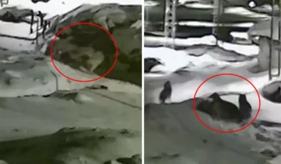 Göle’de gece yarısı korku dolu anlar: Kurt sürüsünün köpeğe saldırısı kamerada