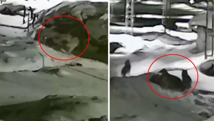 Göle’de gece yarısı korku dolu anlar: Kurt sürüsünün köpeğe saldırısı kamerada