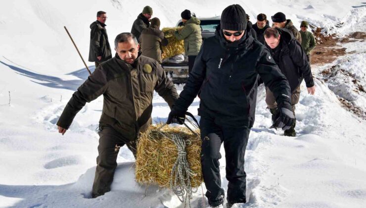 Gümüşhane’de kış şartları yaban hayatını zorladı: Doğaya yem bırakıldı