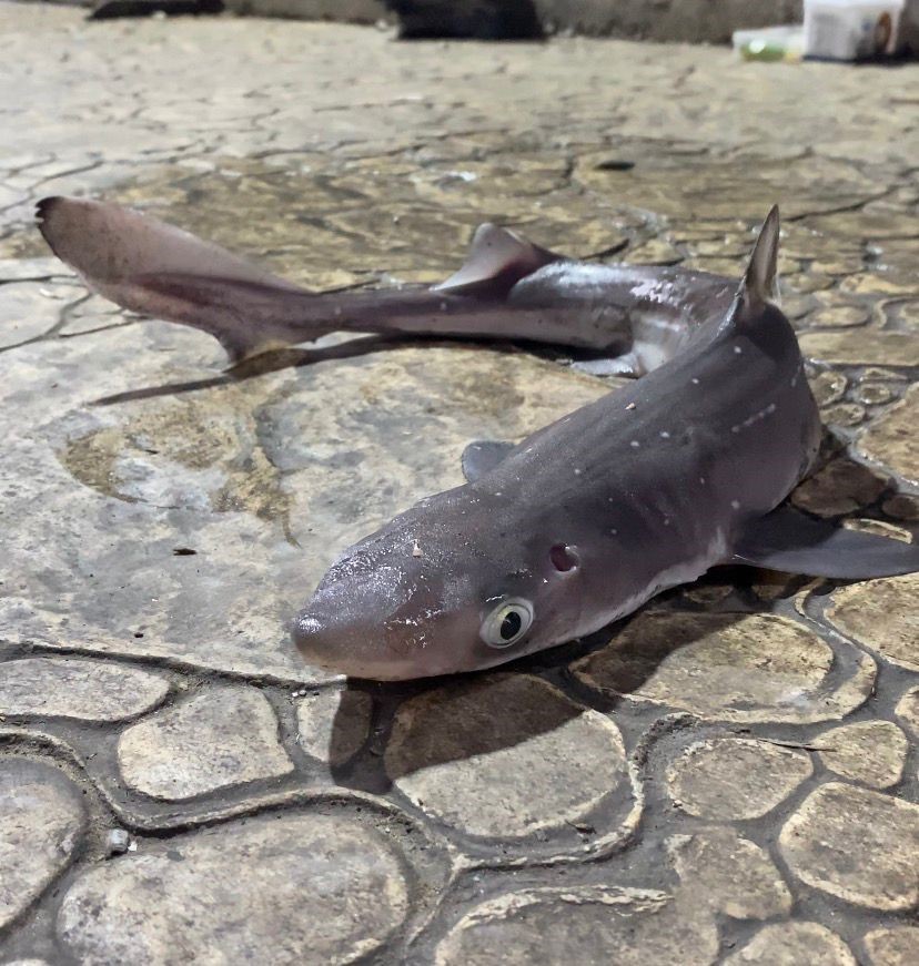 Karadeniz’de camgöz köpekbalığı