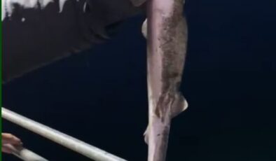 Karadeniz’de Camgöz Köpekbalıkları Bu Kez Oltalara Takılıyor