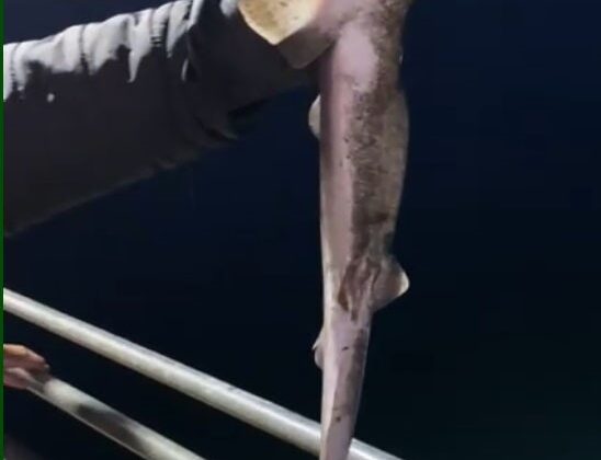 Karadeniz’de Camgöz Köpekbalıkları Bu Kez Oltalara Takılıyor