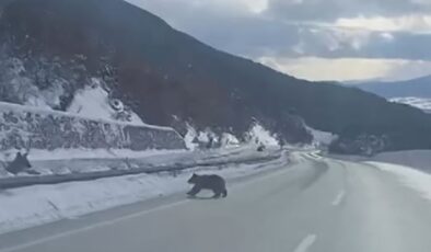 Kastamonu’da karda ilerlemekte zorlanan bozayı gülümsetti