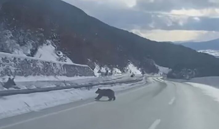 Kastamonu’da karda ilerlemekte zorlanan bozayı gülümsetti