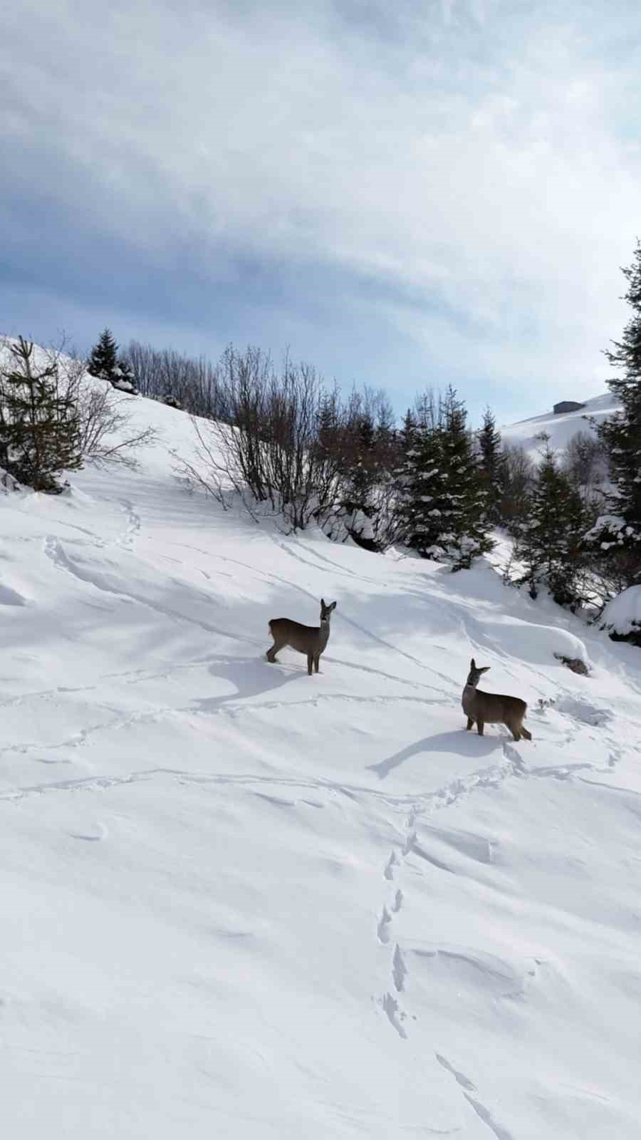 Kulakkaya Yaylası karacalar