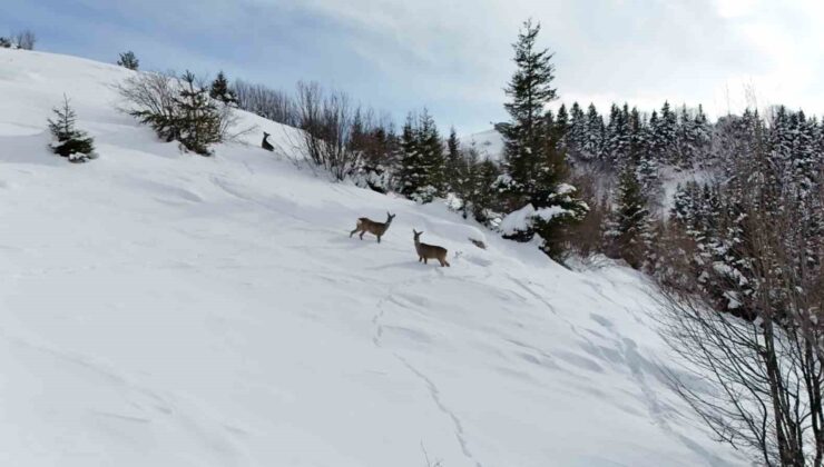Kulakkaya Yaylası’nda Karla Kaplı Doğada Karacalar Yiyecek Ararken Görüntülendi