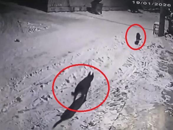 Mahalleye inen kurtlar