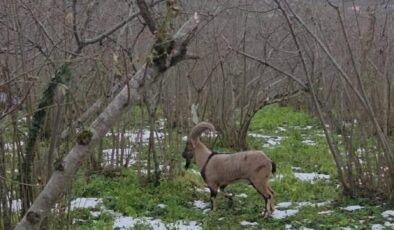 Ordu’nun Korgan İlçesinde Nadir Görüntü: Yaban Keçisi Bahçede Ortaya Çıktı