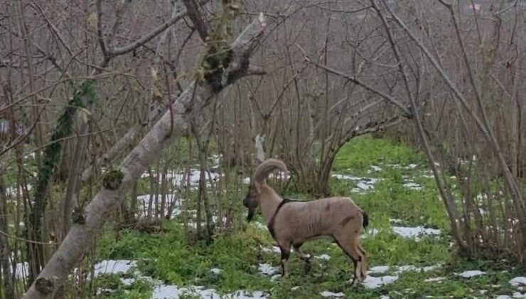 Ordu’nun Korgan İlçesinde Nadir Görüntü: Yaban Keçisi Bahçede Ortaya Çıktı