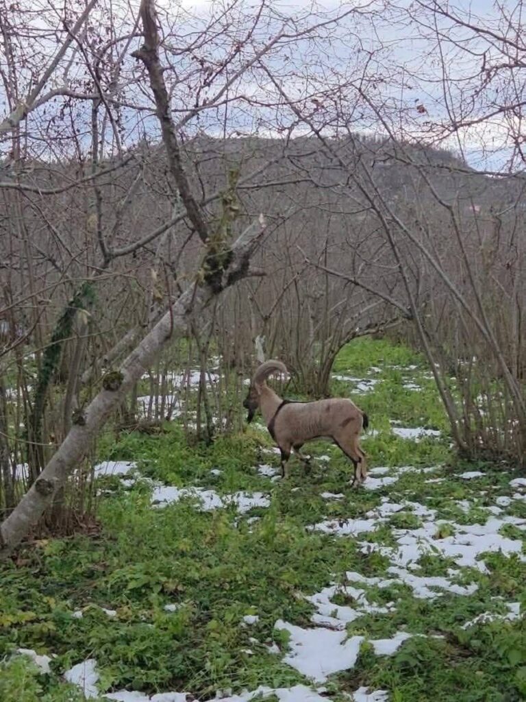 Ordu Korgan yaban keçisi