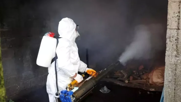 Ordu’da Kahverengi Kokarcaya Karşı Büyük Mücadele