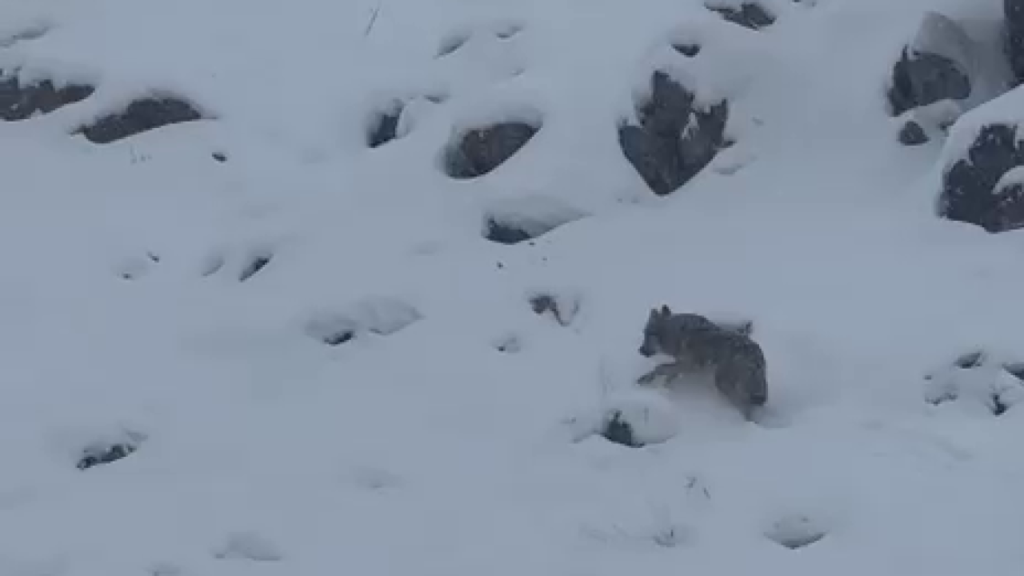 Şebinkarahisar kurt görüntüleri