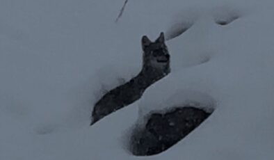 Şebinkarahisar’da kurt yerleşimlere kadar indi: Kış şartları etkili oldu