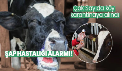 Şebinkarahisar’da Şap Hastalığı Alarmı: Karantina Uygulaması Başlatıldı