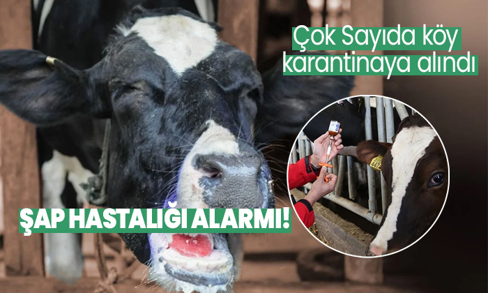 Şebinkarahisar’da Şap Hastalığı Alarmı: Karantina Uygulaması Başlatıldı