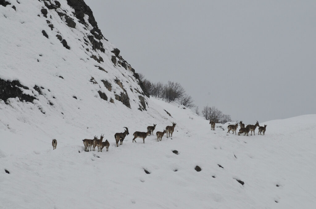 Şebinkarahisar yaban keçileri