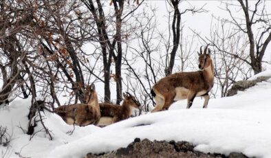 Şebinkarahisar dağlarında yaban hayatından etkileyici kareler