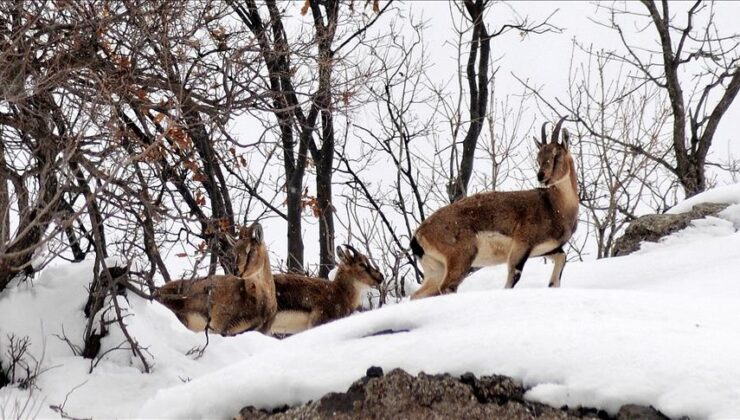 Şebinkarahisar dağlarında yaban hayatından etkileyici kareler
