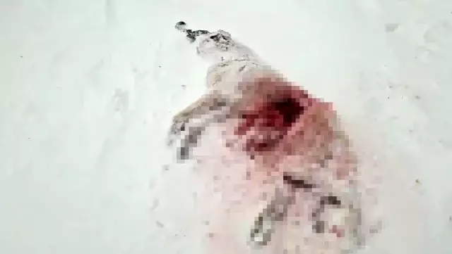 Sivas Altınyayla kurtlar