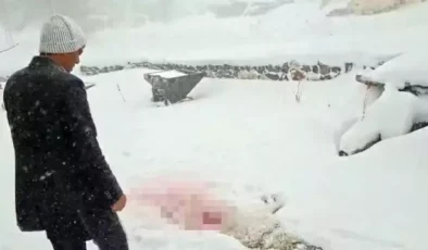 Sivas’ta Aç Kalan Kurtlar Gece Köye İndi, O Anlar Kameraya Yansıdı