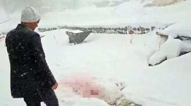 Sivas’ta Aç Kalan Kurtlar Gece Köye İndi, O Anlar Kameraya Yansıdı