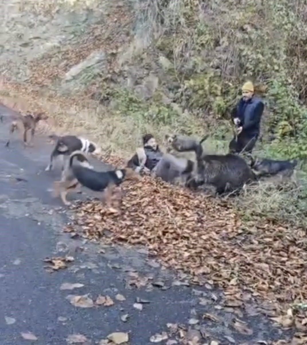 Trabzon yaban domuzu saldırısı