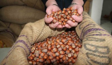 Fındık Piyasasında Son Durum: Fiyatlar Yeni Yılda Dengelendi