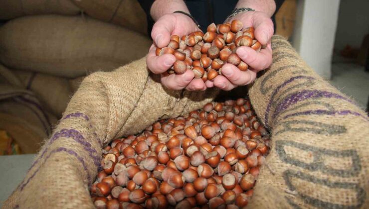 Fındık Piyasasında Son Durum: Fiyatlar Yeni Yılda Dengelendi