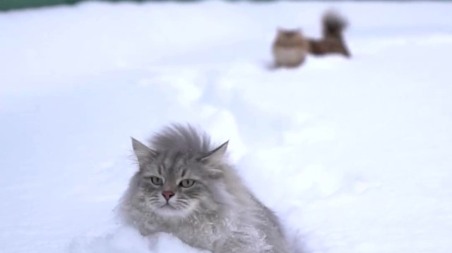 kedilerin karda yürümesi